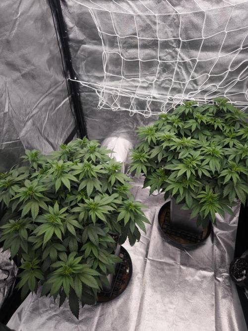 Black Domina. Week 7