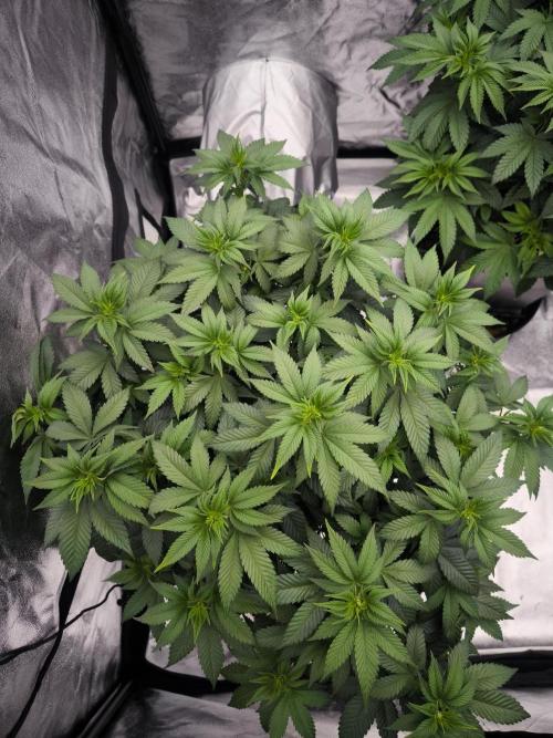 Black Domina. Week 7