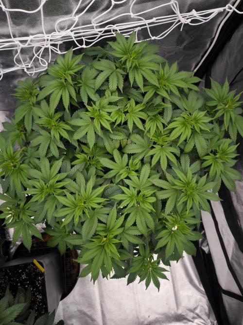 Black Domina. Week 7