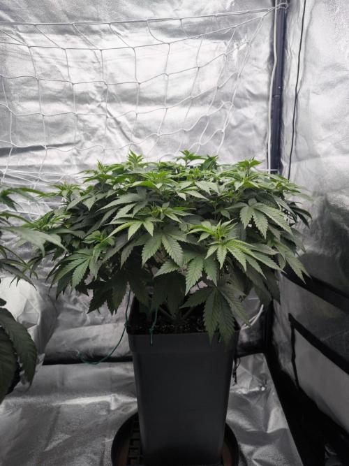 Black Domina. Week 7