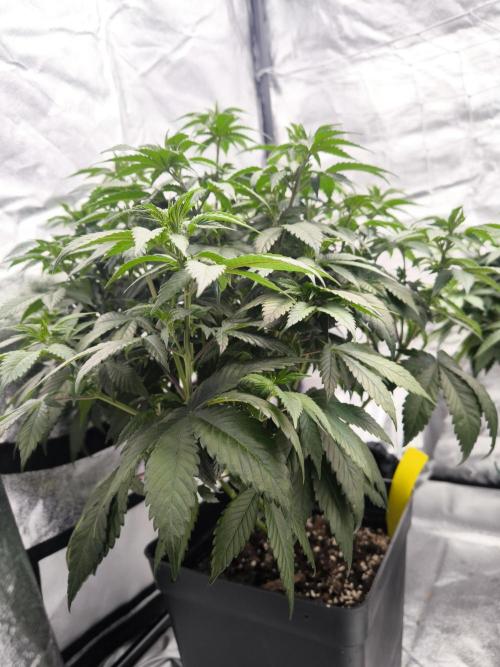 Black Domina. Week 7