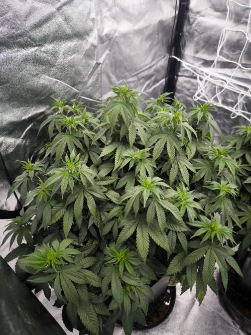 Black Domina. Week 8