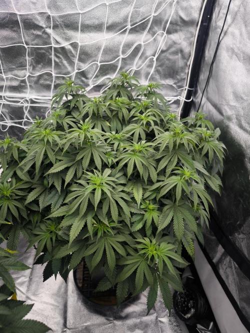 Black Domina. Week 8