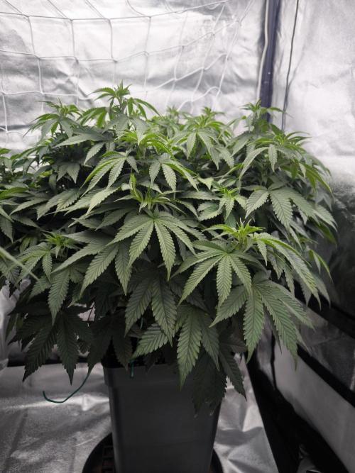 Black Domina. Week 8