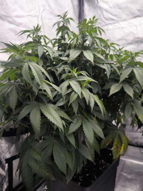 Black Domina. Week 8