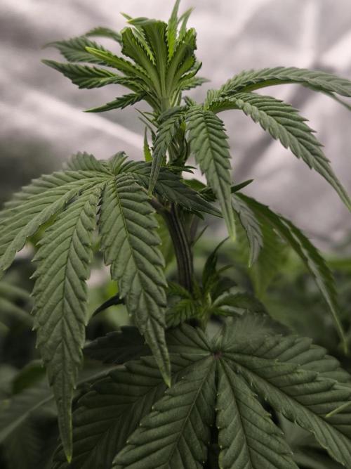 Black Domina. Week 8