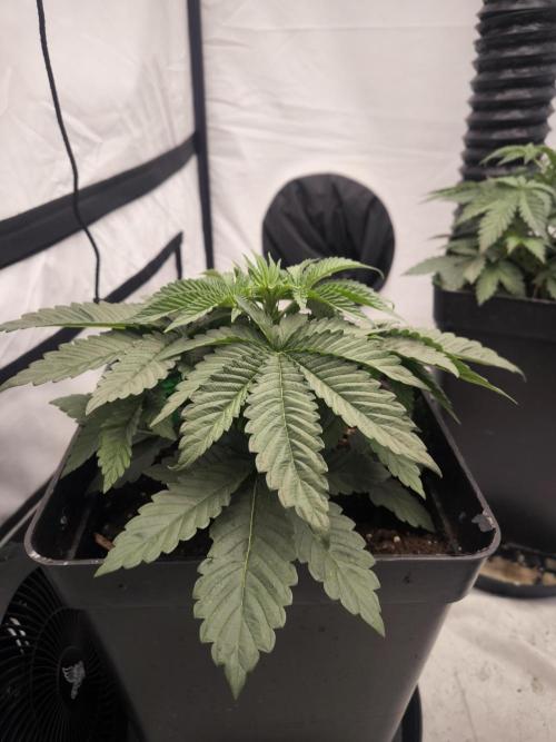 Blue Gelato & Mona Lisa. Week 3