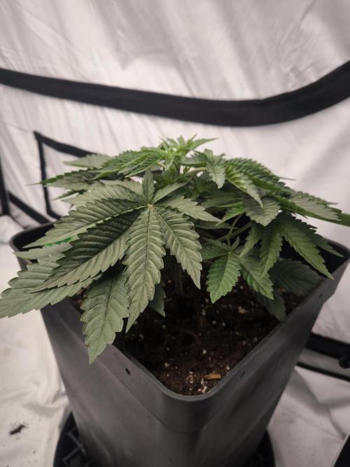 Blue Gelato & Mona Lisa. Week 3