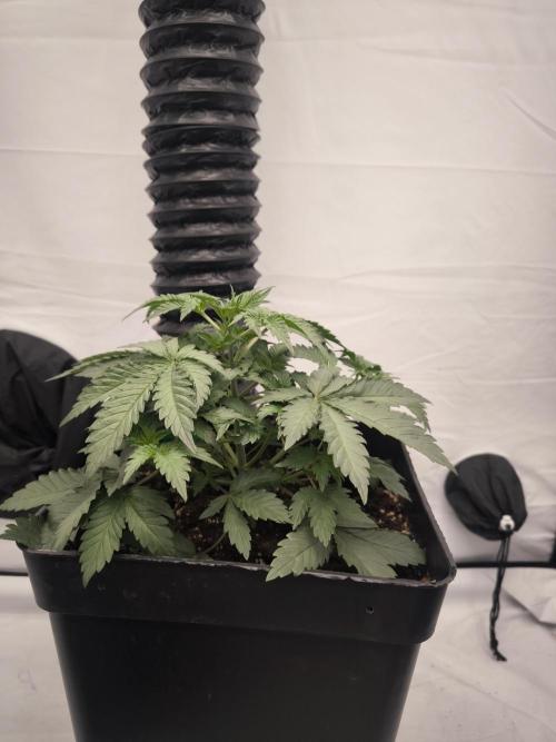 Blue Gelato & Mona Lisa. Week 3