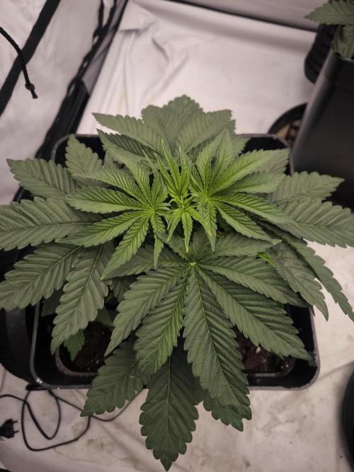 Blue Gelato & Mona Lisa. Week 3