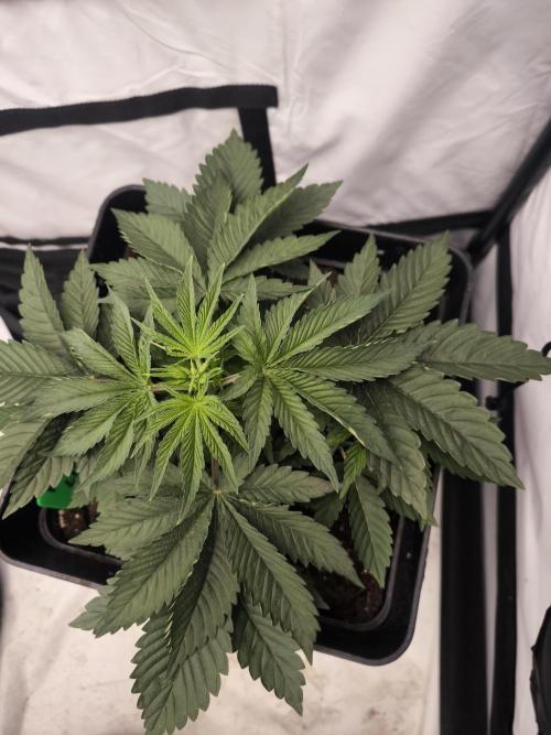 Blue Gelato & Mona Lisa. Week 3