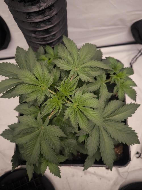 Blue Gelato & Mona Lisa. Week 3