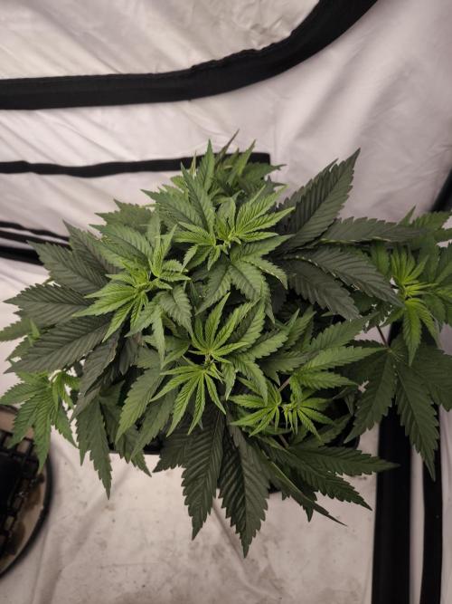 Blue Gelato & Mona Lisa. Week 4 - Mona Lisa