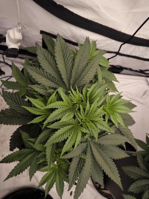 Blue Gelato & Mona Lisa. Week 4 - Mona Lisa