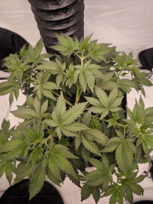 Blue Gelato & Mona Lisa. Week 4 - Blue Gelato 41 