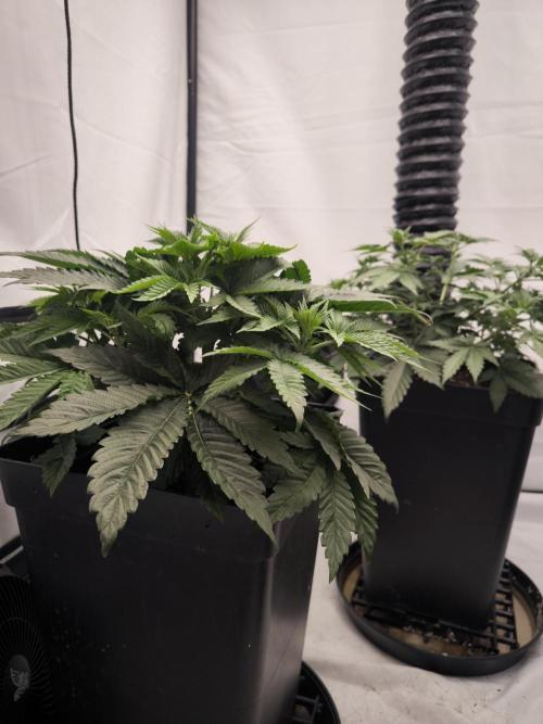 Blue Gelato & Mona Lisa. Week 4