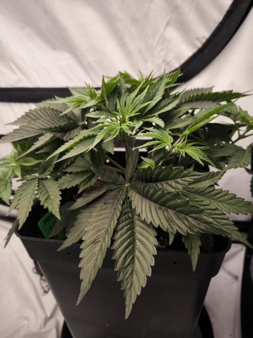 Blue Gelato & Mona Lisa. Week 4