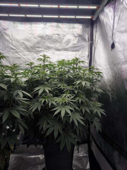 Black Domina. Week 9
