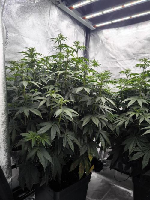 Black Domina. Week 9