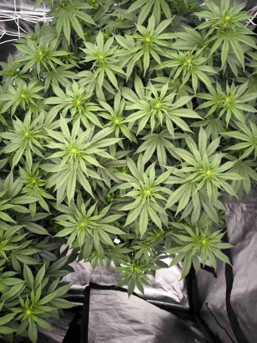 Black Domina. Week 9
