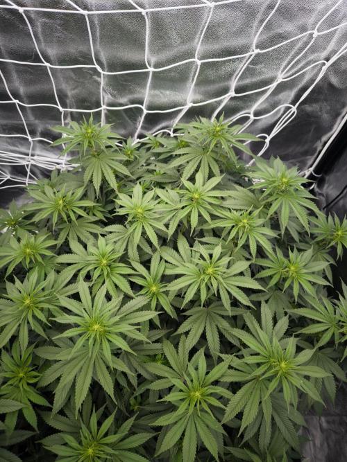 Black Domina. Week 9