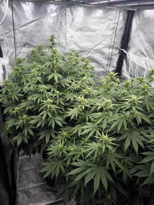 Black Domina. Week 10