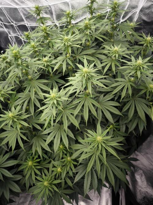 Black Domina. Week 10