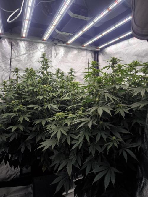 Black Domina. Week 10