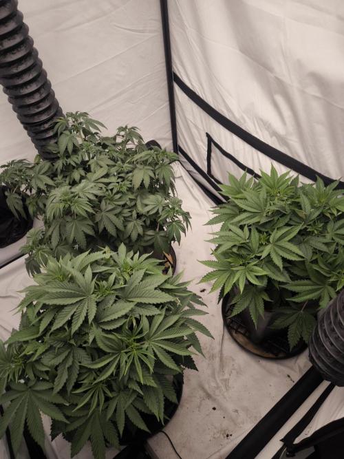Blue Gelato & Mona Lisa. Week 5