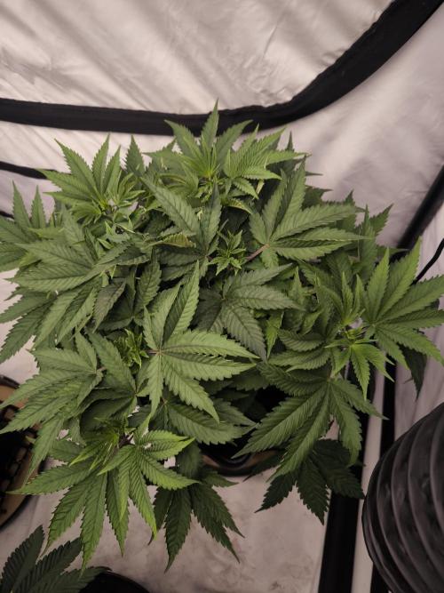 Blue Gelato & Mona Lisa. Week 5 - Mona Lisa 