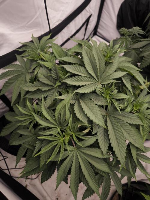 Blue Gelato & Mona Lisa. Week 5 - Mona Lisa 