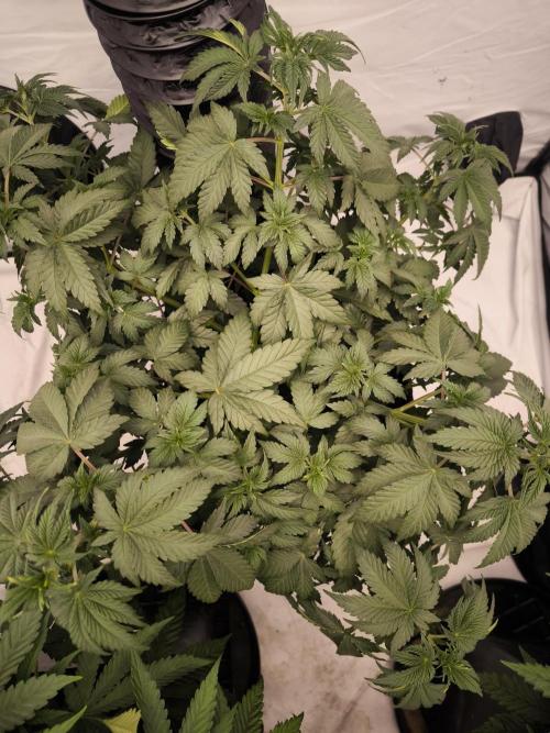 Blue Gelato & Mona Lisa. Week 5 - Blue Gelato 