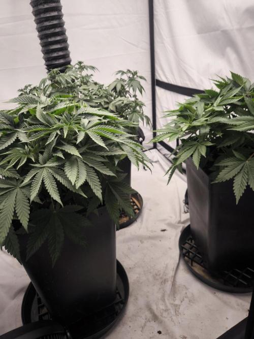 Blue Gelato & Mona Lisa. Week 5