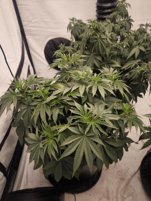 Blue Gelato & Mona Lisa. Week 6