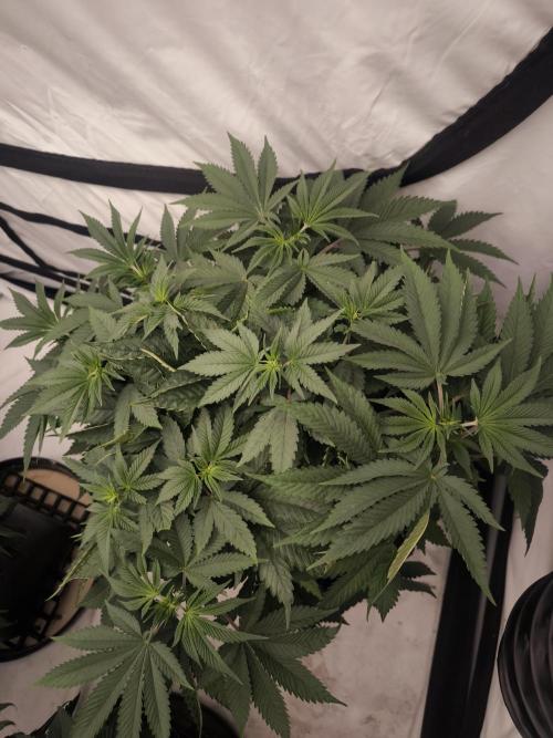 Blue Gelato & Mona Lisa. Week 6