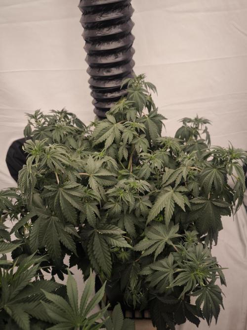 Blue Gelato & Mona Lisa. Week 6