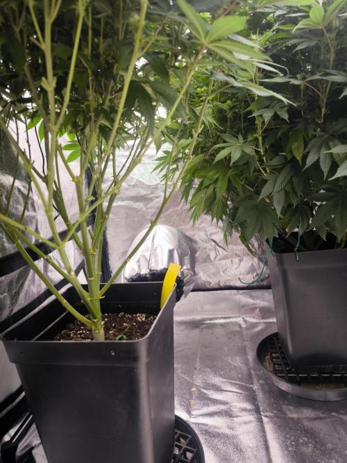 Black Domina. Week 11