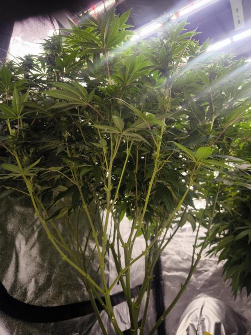 Black Domina. Week 11