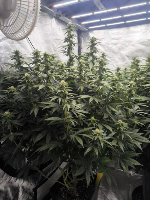 Black Domina. Week 11