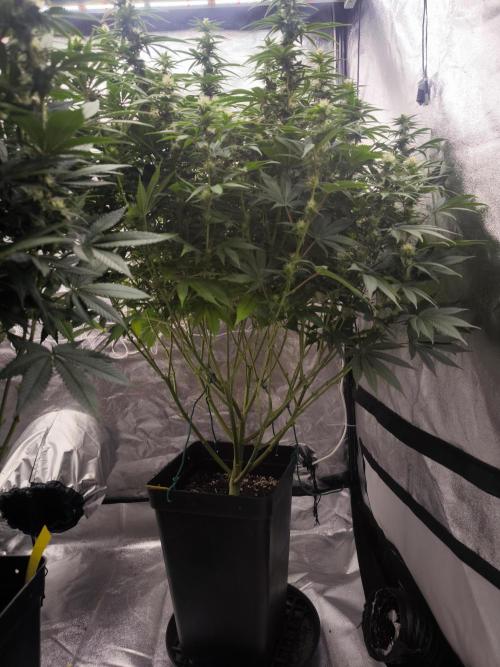 Black Domina. Week 11