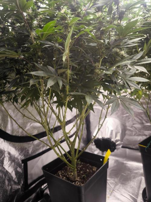 Black Domina. Week 11