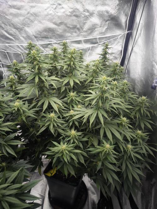 Black Domina. Week 11
