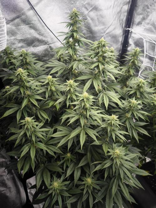Black Domina. Week 11