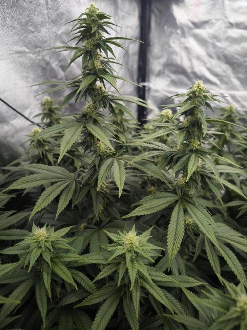 Black Domina. Week 11