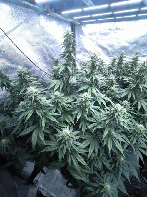 Black Domina. Week 12