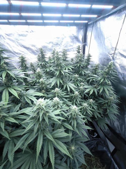 Black Domina. Week 12