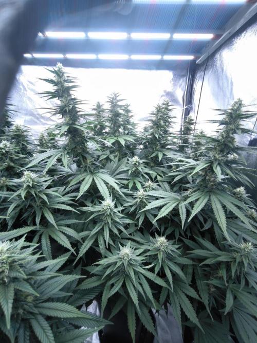 Black Domina. Week 12