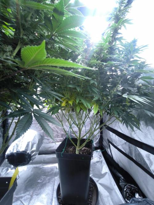 Black Domina Fem. Week 12