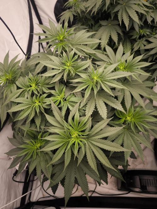 Blue Gelato & Mona Lisa. Week 7 - Mona Lisa 