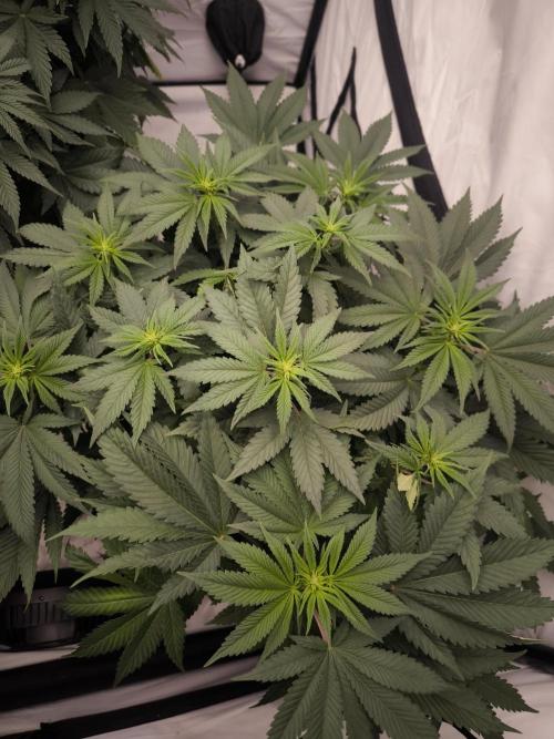 Blue Gelato & Mona Lisa. Week 7 - Mona Lisa 